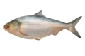 ইলিশ