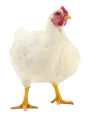 মুরগী(ব্রয়লার)
