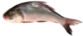 রুই