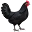 মুরগী (দেশী)