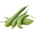 ধুন্দুল