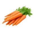 গাজর