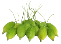 কাঁকরোল