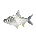 কাতলা মাছ