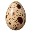 কোয়েল পাখির ডিম
