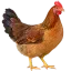 সোনালী মুরগি - অরিজিনাল