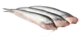 পাবদা মাছ