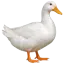রাজা হাঁস